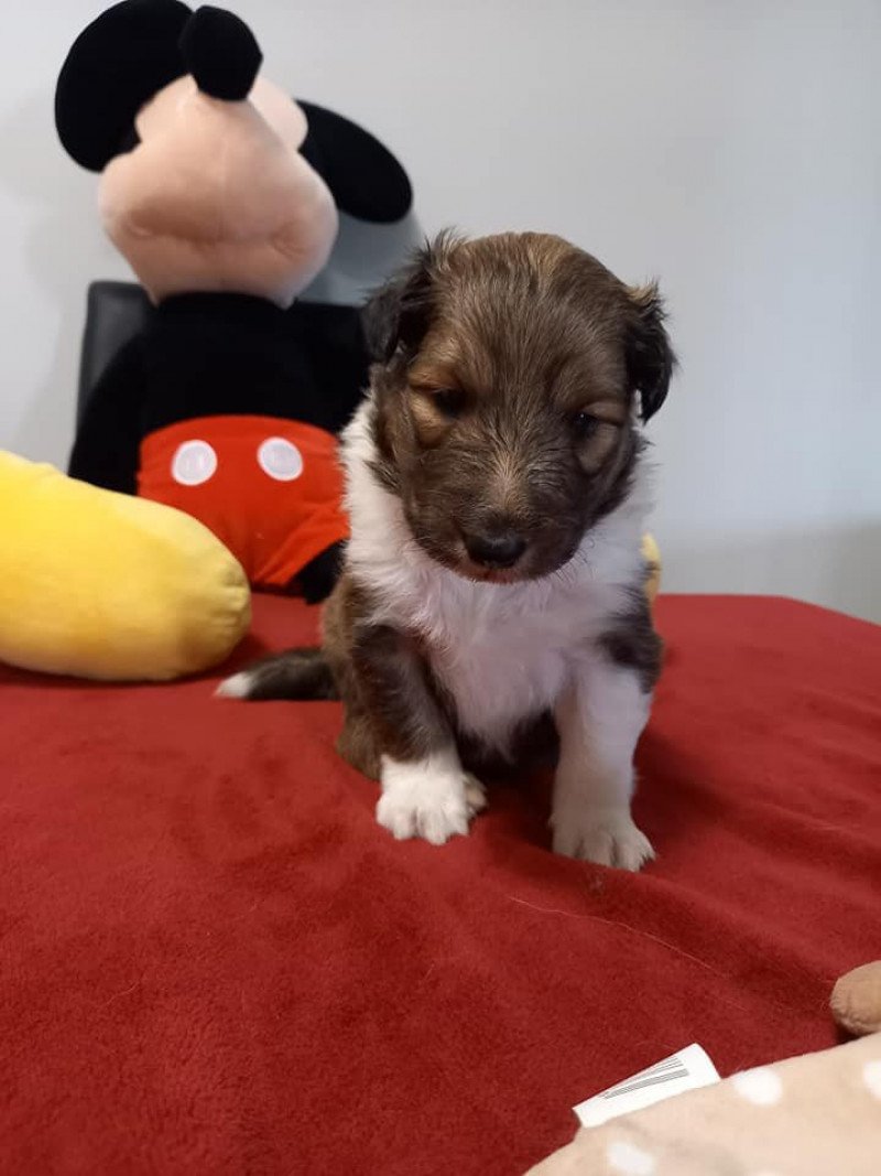 ARAMIS Mâle Berger des shetland