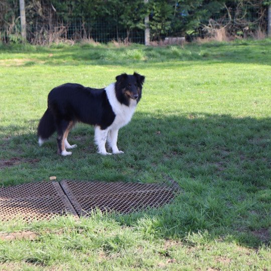 stella Femelle Berger des shetland