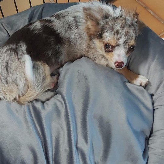 chien Chihuahua Poil Long switch Elevage des terres lorginoise