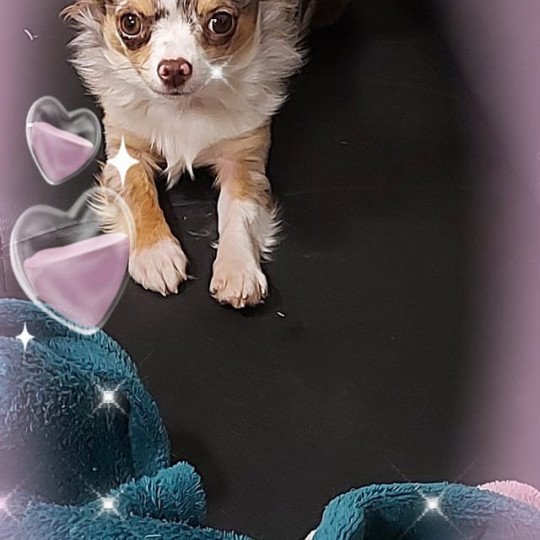chien Chihuahua Poil Long switch Elevage des terres lorginoise